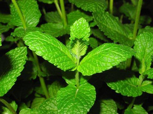Groen plante
