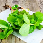 Groenne portulakplanter