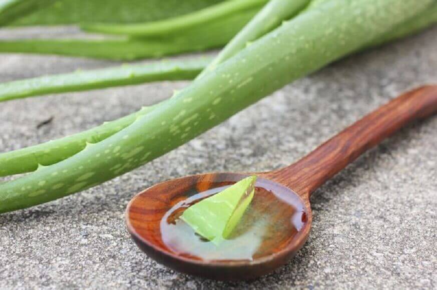 Aloe vera