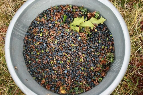 Friskplukkede enebaer i en spand