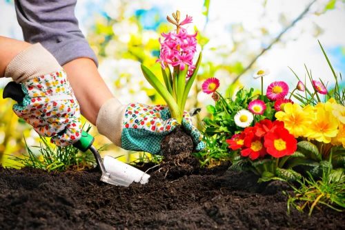 Kvinde der planter blomster