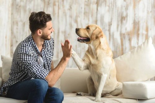 Hunde er et godt kæledyr