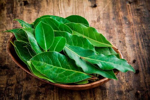 Laurbaerblade - slimoesende naturremedier