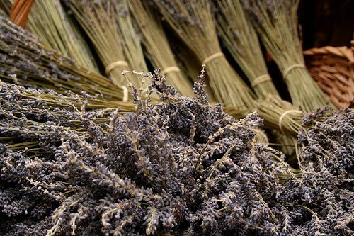 Lavendel