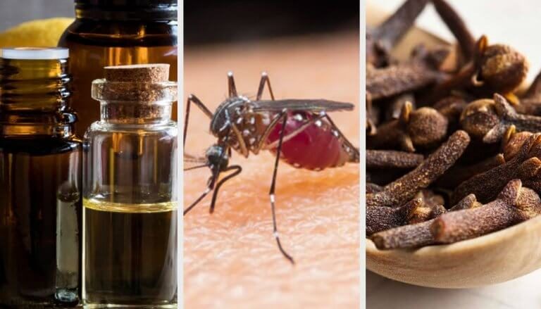 9 aromaer der hjælper med at bekæmpe og dræbe myg