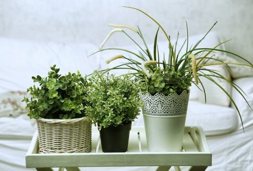 3 planter indenfor - planter du nemt kan gro