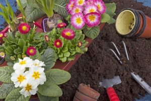 10 planter du nemt kan gro i din egen have