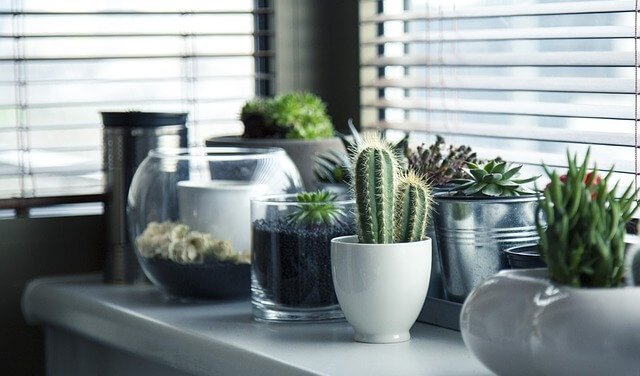 5 metoder til at plante en kaktus