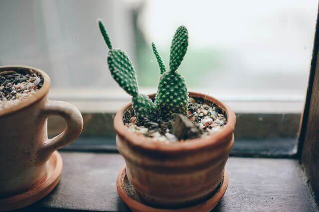Lille grøn kaktus