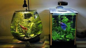 Den bedste måde at rense et akvarium