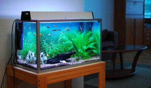 Akvarium med fisk