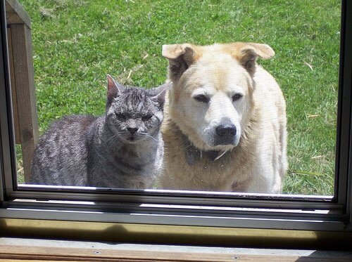 Hund sammen med kat.