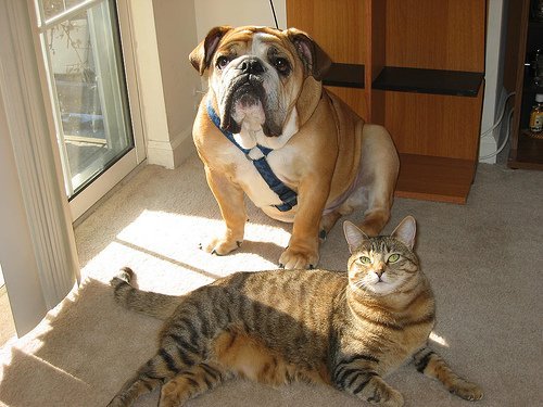 Hund og kat