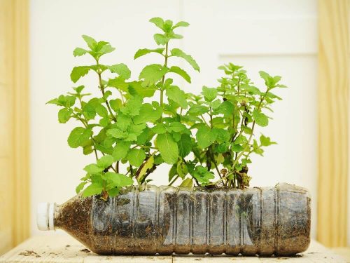 Plastikflaske potteplante