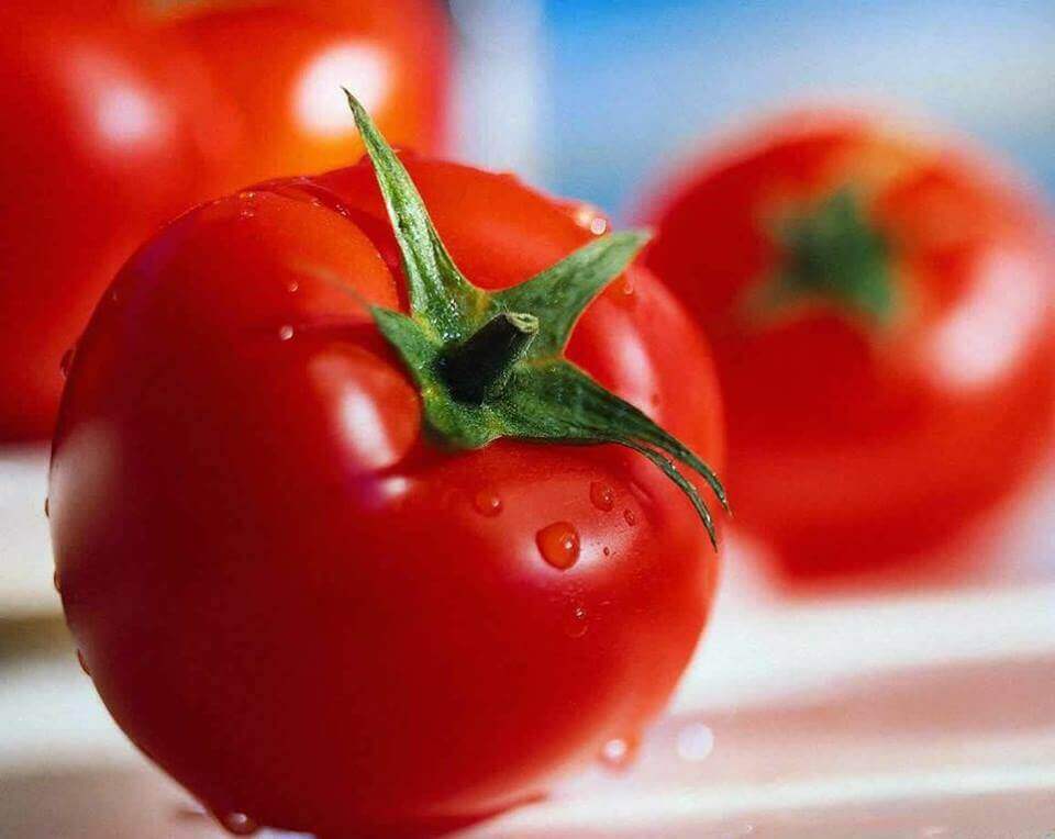 Friske røde tomater.