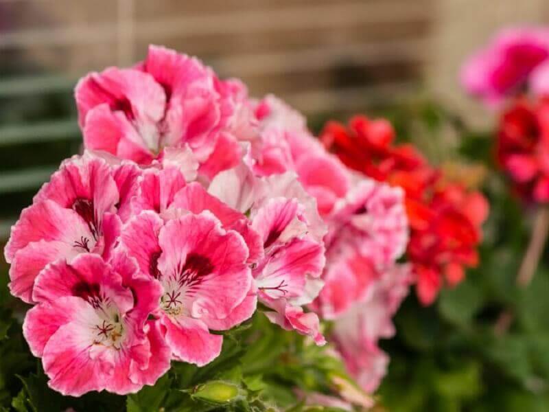 Lyserøde blomster