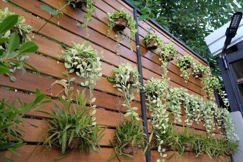 Lav din almindelige væg om til en lodret have