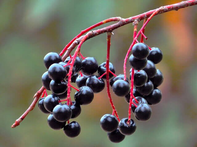 Sorte bær