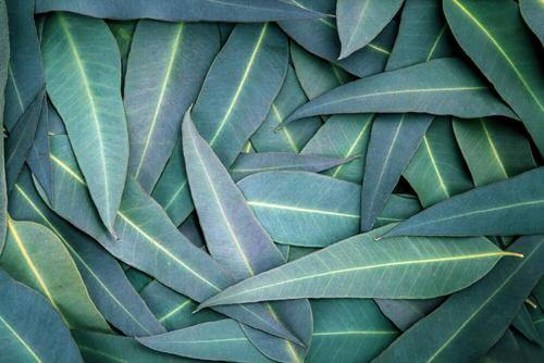 5 naturmidler med eukalyptus til at lindre åndedrætsproblemer
