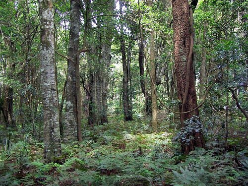 Træaske til Naturlig kompost
