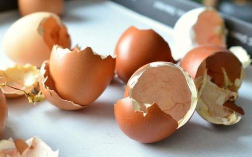 Et par æggeskaller - Naturlig kompost
