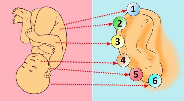 Hvad siger dine ører om dig - Bedre Livsstil