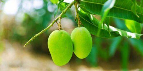 Bladene fra mangotræet har medicinske egenskaber der kan stabilisere blodsukkeret