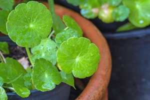 Centella - en lille, men stærk urt
