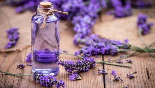 Lavendel er det mest populære middel mod lopper og flåter