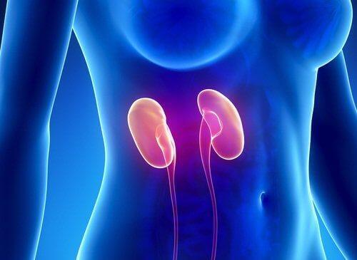 Styrk dine nyrer med denne løgkur