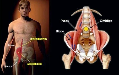 Psoas major er en vigtig muskel i kroppen