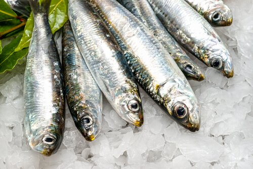 Spis masser af fisk