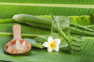 Sunde egenskaber ved aloe vera