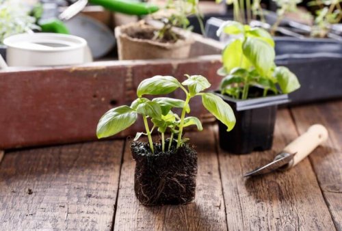 At have planter i dit hjælp kan hjælpe til at rense luften og give et forbedret indeklima
