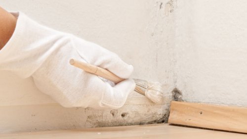 Fugtige steder er ynglegrund for bakterier