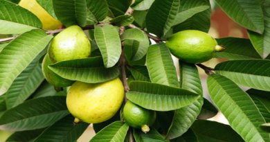 Guava har mange gode egenskaber