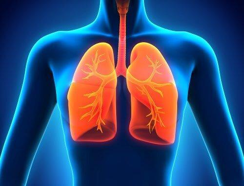 Resveratrol kan beskytte dine lunger