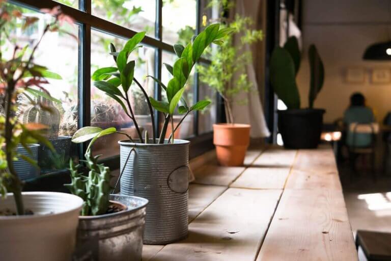 Gør planter i hjemmet dig sundere?