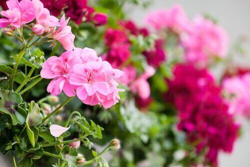 Pelargonier er en af de bedste blomster til altanen