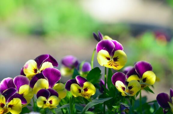 Stedmoderblomster
