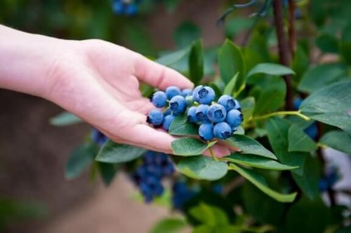 Sådan planter du blåbær derhjemme