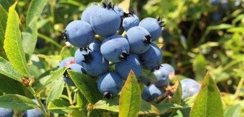Plant dine egne blåbær i haven