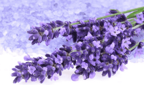 Lavendel til at hjælpe med at sænke blodtrykket