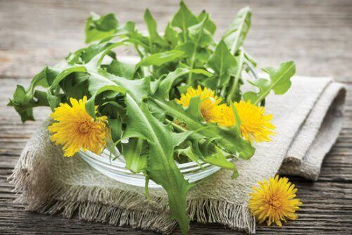 Mælkebøtte til at hjælpe med at sænke blodtrykket