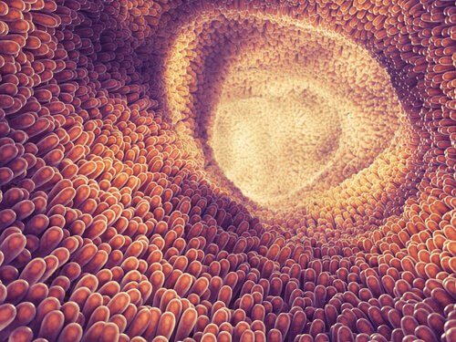 Lær symptomer på parasitter i tarmen her