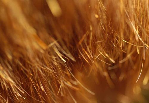 Hvis dit hår er tørt og dårligt plejet vil det nemt komme til at spalte