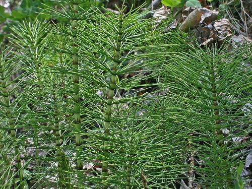 Infusioner til at rense kroppen: Padderok