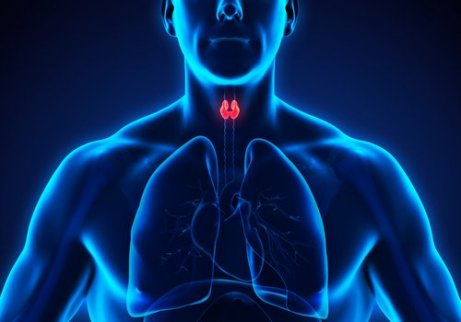 Til en sund skjoldbruskkirtel kan man udnytte de forskellige fordele ved rabarber