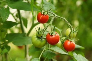 Sådan kan du dyrke tomater med kun fire skiver