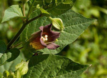 Planten belladonna